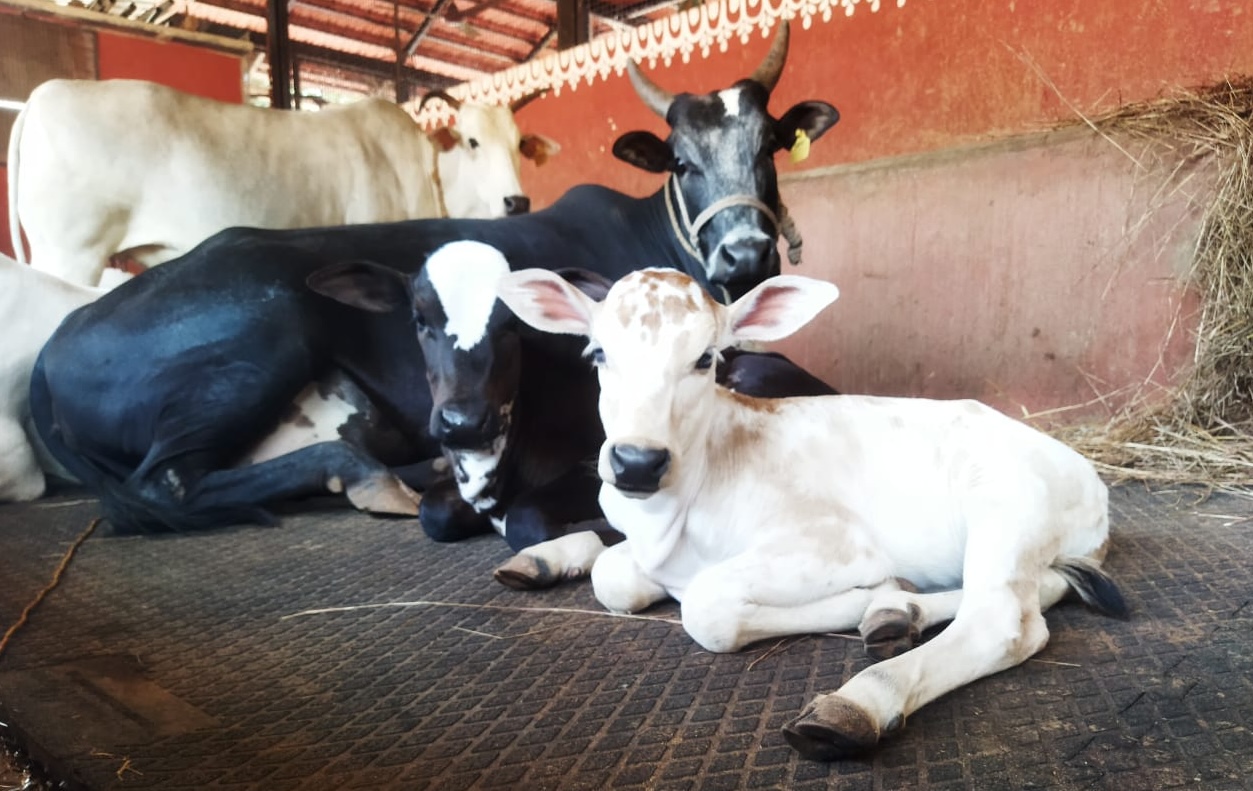 Cow care